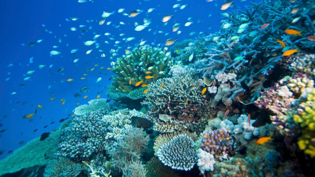 Coral Reef Depletion